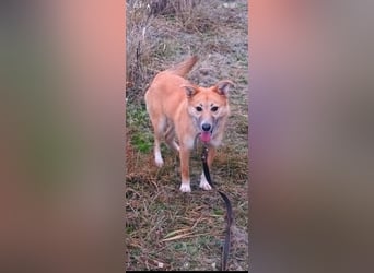 Vilma sucht ihr Für -immer -Zuhause ❤️