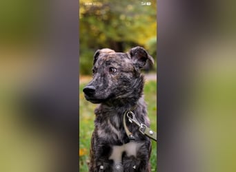 Garik sucht sein Für immer Zuhause ❤️❤️❤️