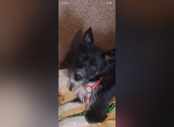 Rem - ein junger, liebevoller Terrier sucht seine Familie ❤️