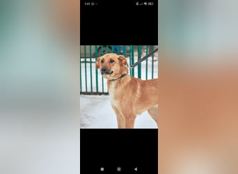 Sean sucht sein Für -immer -Zuhause ❤️❤️