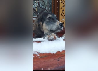 Russischer Spaniel Mischling Anton sucht sein Für -immer -Zuhause ❤️❤️❤️❤️