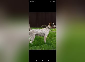 Gerda - eine wunderschöne junge Hündin sucht ihr Für -immer -Zuhause ❤️