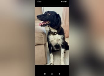 Bertha – eine junge Hündin mit einem bezaubernden Lächeln sucht ihr Für-immer-Zuhause❤️