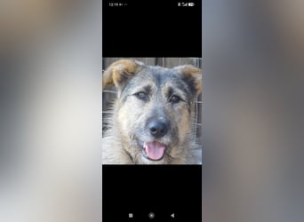 Marcel sucht sein Für -immer -Zuhause ❤️❤️❤️