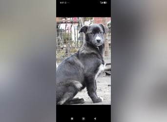 Lilly  sucht ihr Für -immer -Zuhause ❤️