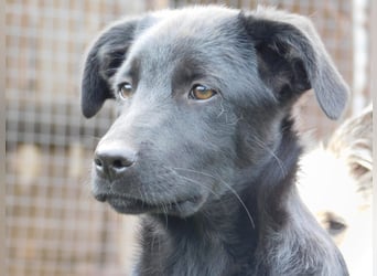 Die liebe, lebensfrohe junge Luna sucht ihr Für - immer -Zuhause