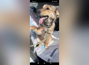 Kessy sucht ihr Für -immer -Zuhause ❤️❤️❤️