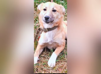 Vilma sucht ihr Für -immer -Zuhause ❤️