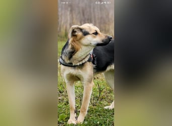 Luna - eine liebe, fröhliche junge Hündin sucht ihr Zuhause.