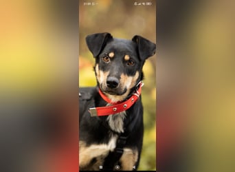 Wunderschöne Dora sucht ihr Für -immer -Zuhause ❤️