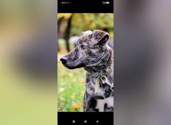 Garik sucht sein Für immer Zuhause ❤️❤️❤️