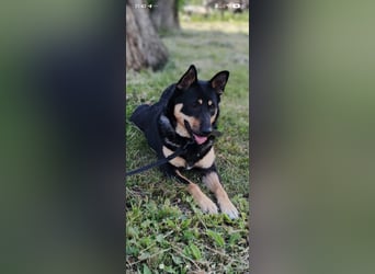 Lilly  sucht ihr Für -immer -Zuhause ❤️