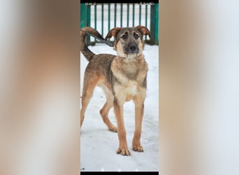 Marcel sucht sein Für -immer -Zuhause ❤️❤️❤️