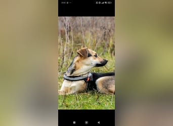 Luna - eine liebe, fröhliche junge Hündin sucht ihr Zuhause.