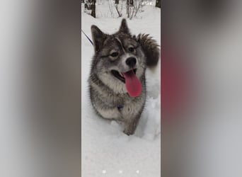 Foxy sucht ihr Für -immer -Zuhause ❤️❤️❤️