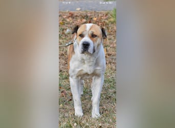 Boss - ein sanfter, treuer Hund sucht endlich wieder Liebe und Geborgenheit