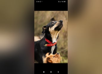 Wunderschöne Dora sucht ihr Für -immer -Zuhause ❤️