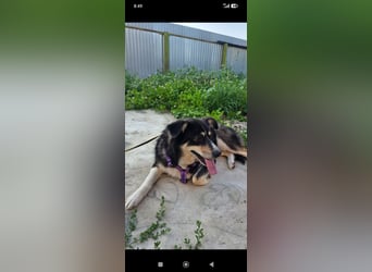 Maya sucht ihr Zuhause fürs Leben! 