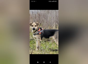 Luna - eine liebe, fröhliche junge Hündin sucht ihr Zuhause.