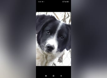 Bim- liebevoller jünger Rüde sucht seine Familie ❤️❤️❤️❤️