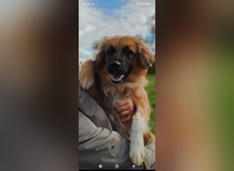 Meri - sucht ihr Für -immer -Zuhause ❤️❤️❤️❤️