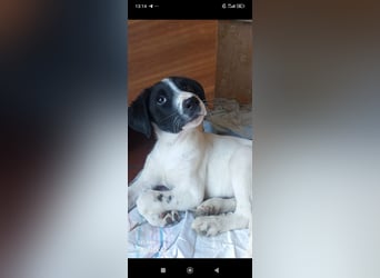 Bim- liebevoller jünger Rüde sucht seine Familie ❤️❤️❤️❤️