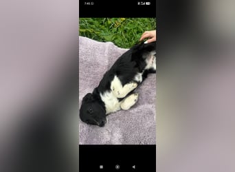 Bertha – eine junge Hündin mit einem bezaubernden Lächeln sucht ihr Für-immer-Zuhause❤️