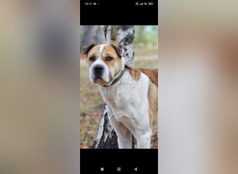 Boss - ein sanfter, treuer Hund sucht endlich wieder Liebe und Geborgenheit