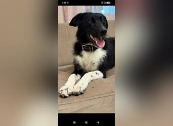 Bertha – eine junge Hündin mit einem bezaubernden Lächeln sucht ihr Für-immer-Zuhause❤️