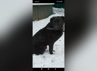 Die liebe, lebensfrohe junge Luna sucht ihr Für - immer -Zuhause