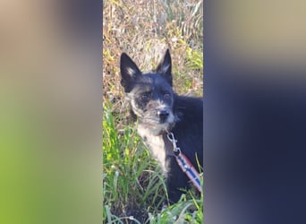 Rem - ein junger, liebevoller Terrier sucht seine Familie ❤️