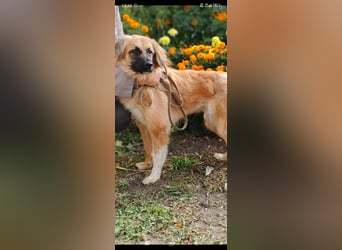 Meri - sucht ihr Für -immer -Zuhause ❤️❤️❤️❤️