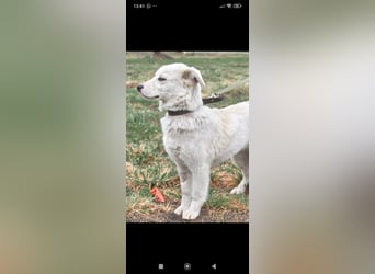 Sophie sucht ihr Für -immer -Zuhause ❤️❤️❤️