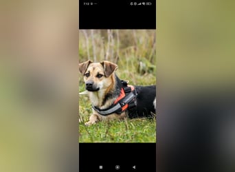 Luna - eine liebe, fröhliche junge Hündin sucht ihr Zuhause.