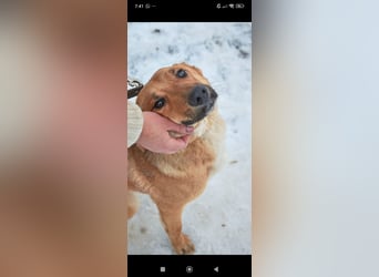 Sean sucht sein Für -immer -Zuhause ❤️❤️