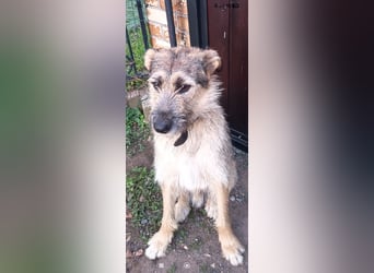Marcel sucht sein Für -immer -Zuhause ❤️❤️❤️