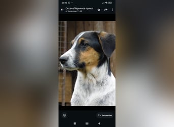 Stella- eine  junge Hündin sucht ihr Für - immer - Zuhause.
