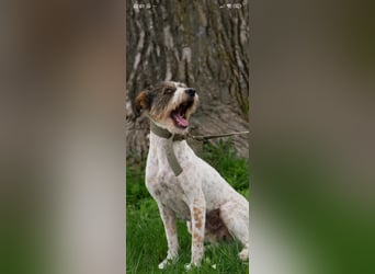 Gerda - eine wunderschöne junge Hündin sucht ihr Für -immer -Zuhause ❤️