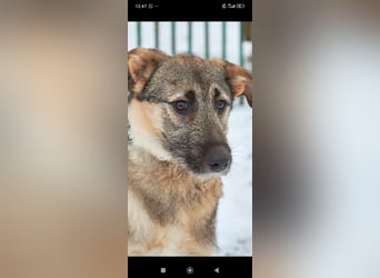 Marcel sucht sein Für -immer -Zuhause ❤️❤️❤️