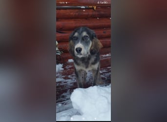 Russischer Spaniel Mischling Anton sucht sein Für -immer -Zuhause ❤️❤️❤️❤️