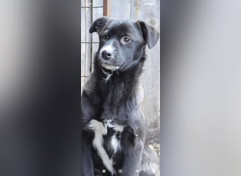 Lilly  sucht ihr Für -immer -Zuhause ❤️