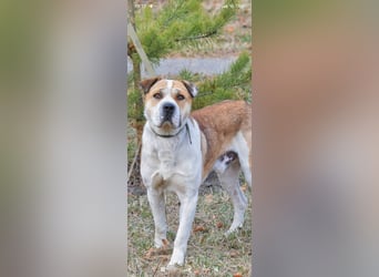 Boss - ein sanfter, treuer Hund sucht endlich wieder Liebe und Geborgenheit