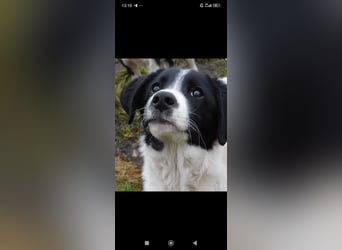 Bim- liebevoller jünger Rüde sucht seine Familie ❤️❤️❤️❤️