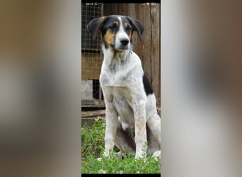 Stella- eine  junge Hündin sucht ihr Für - immer - Zuhause.