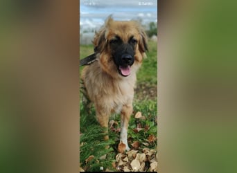 Meri - sucht ihr Für -immer -Zuhause ❤️❤️❤️❤️