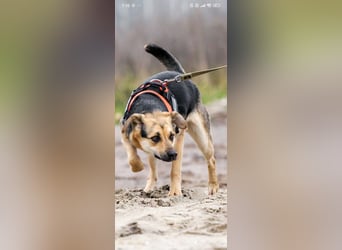 Luna - eine liebe, fröhliche junge Hündin sucht ihr Zuhause.