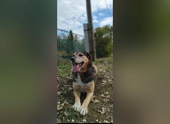 Rem sucht sein Für -immer -Zuhause ❤️