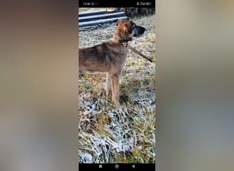 Marcel sucht sein Für -immer -Zuhause ❤️❤️❤️