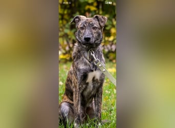Garik sucht sein Für immer Zuhause ❤️❤️❤️
