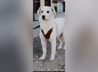 Sophie sucht ihr Für -immer -Zuhause ❤️❤️❤️